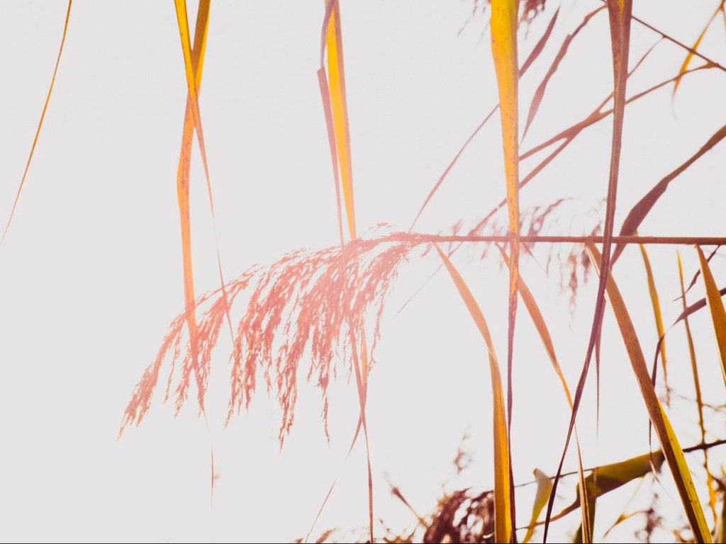 14 Acties met&nbsp;direct-effect