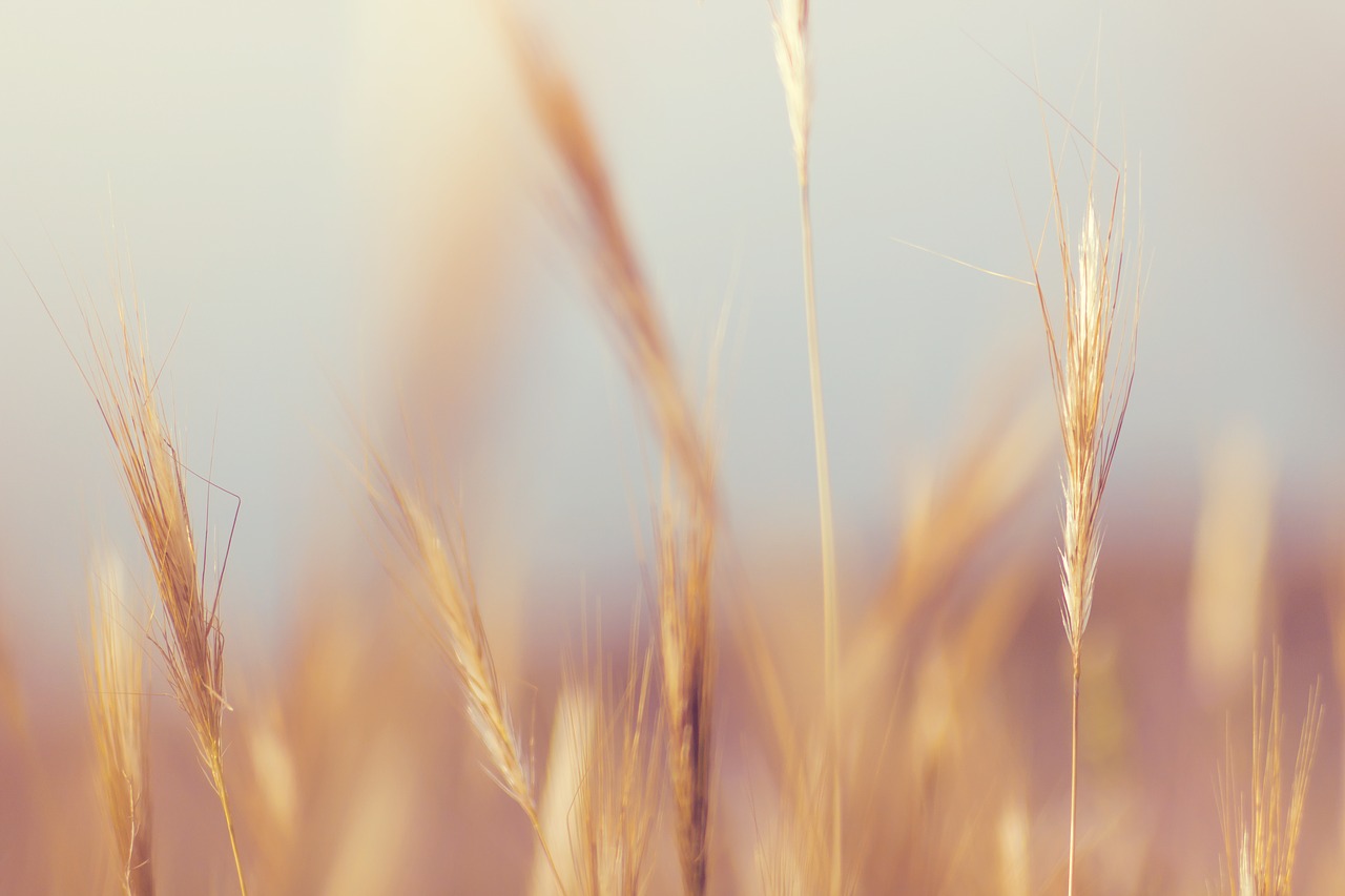 Minimalisme_Grass_Mindful