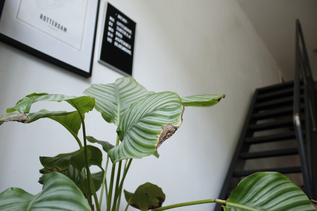 House Tour | Binnenkijken&nbsp;(1)