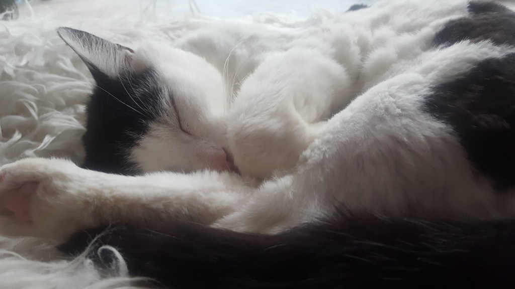 Dierendag! – Hoe ik dieren én een minimalistisch huis&nbsp;combineer