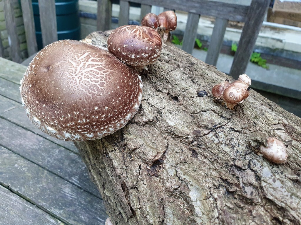 Geniet van het lange weekend (5) – Week&nbsp;22