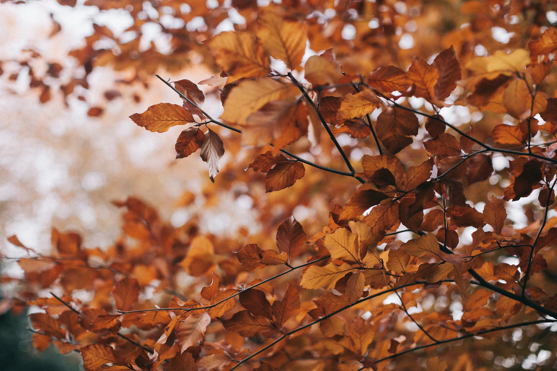 Mijn herfst bucketlist 2022 + gratis printable