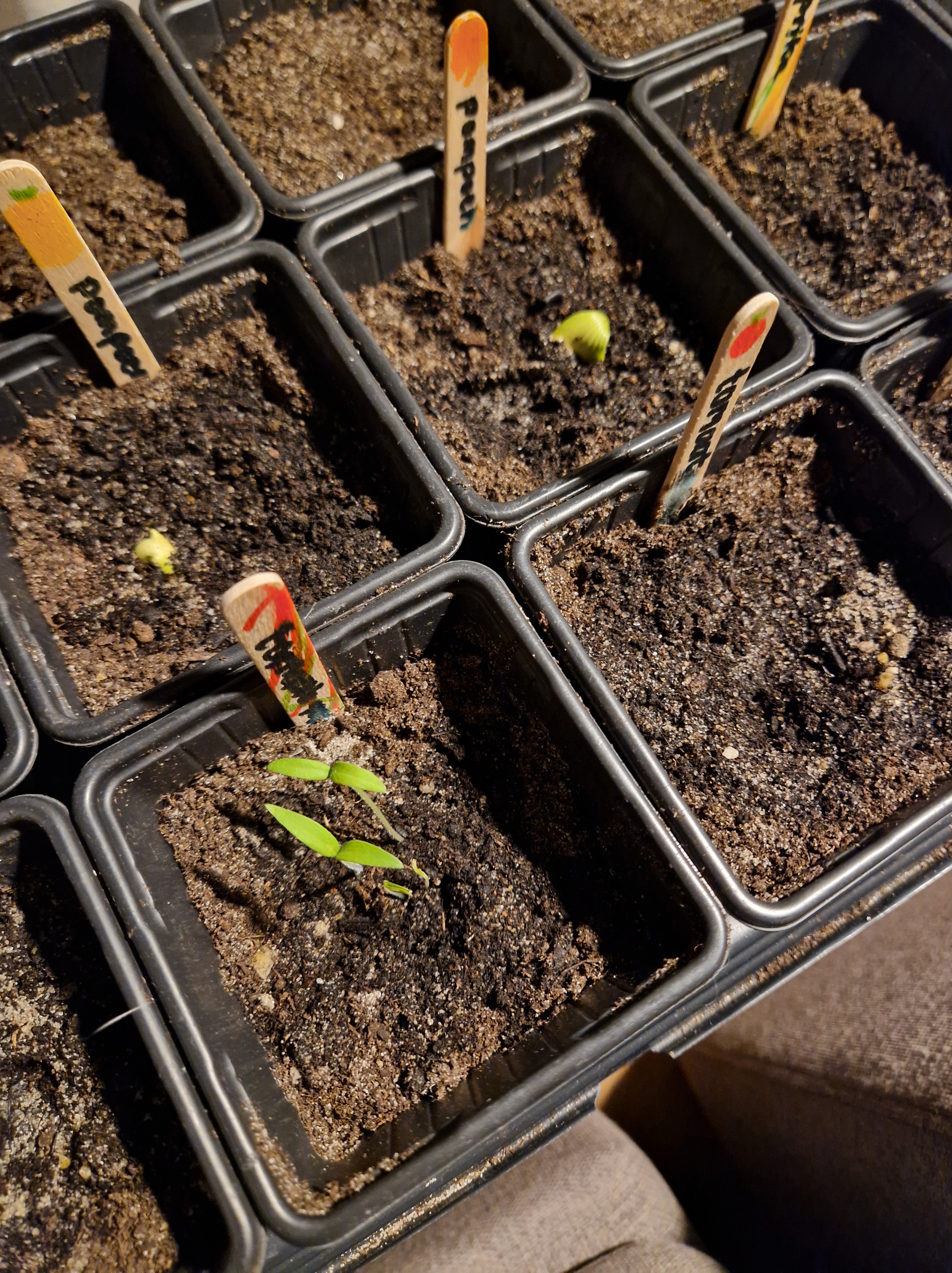 Moestuin 2025: het voorzaaien is begonnen